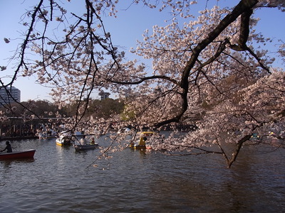 池に突き出た桜の枝